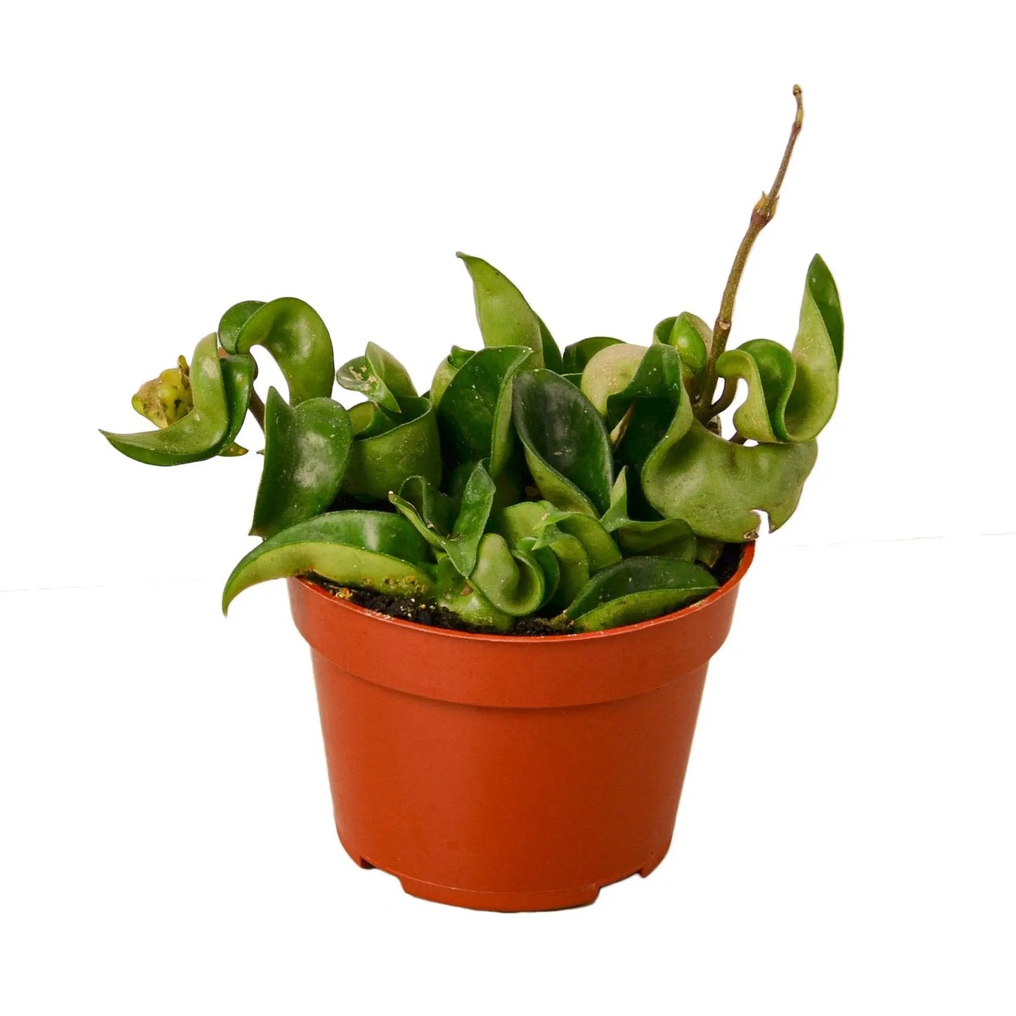 Hoya Rope Plant Hoya Rope Plant HouseplantExperience.com