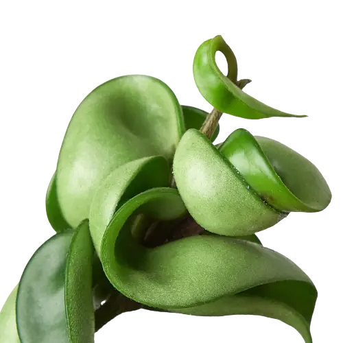 Hoya Rope Plant Hoya Rope Plant HouseplantExperience.com
