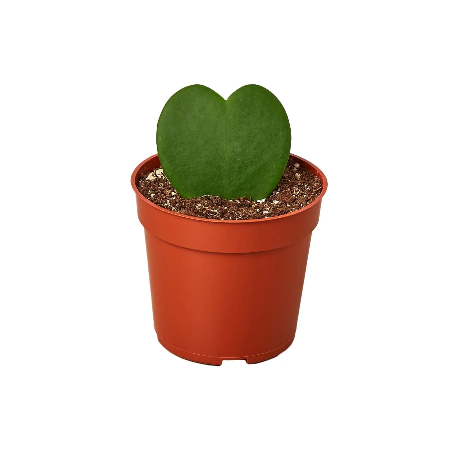 Hoya Sweetheart Hoya Sweetheart HouseplantExperience.com