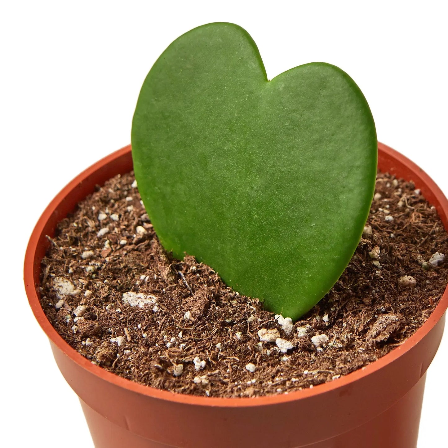 Hoya Sweetheart Hoya Sweetheart HouseplantExperience.com