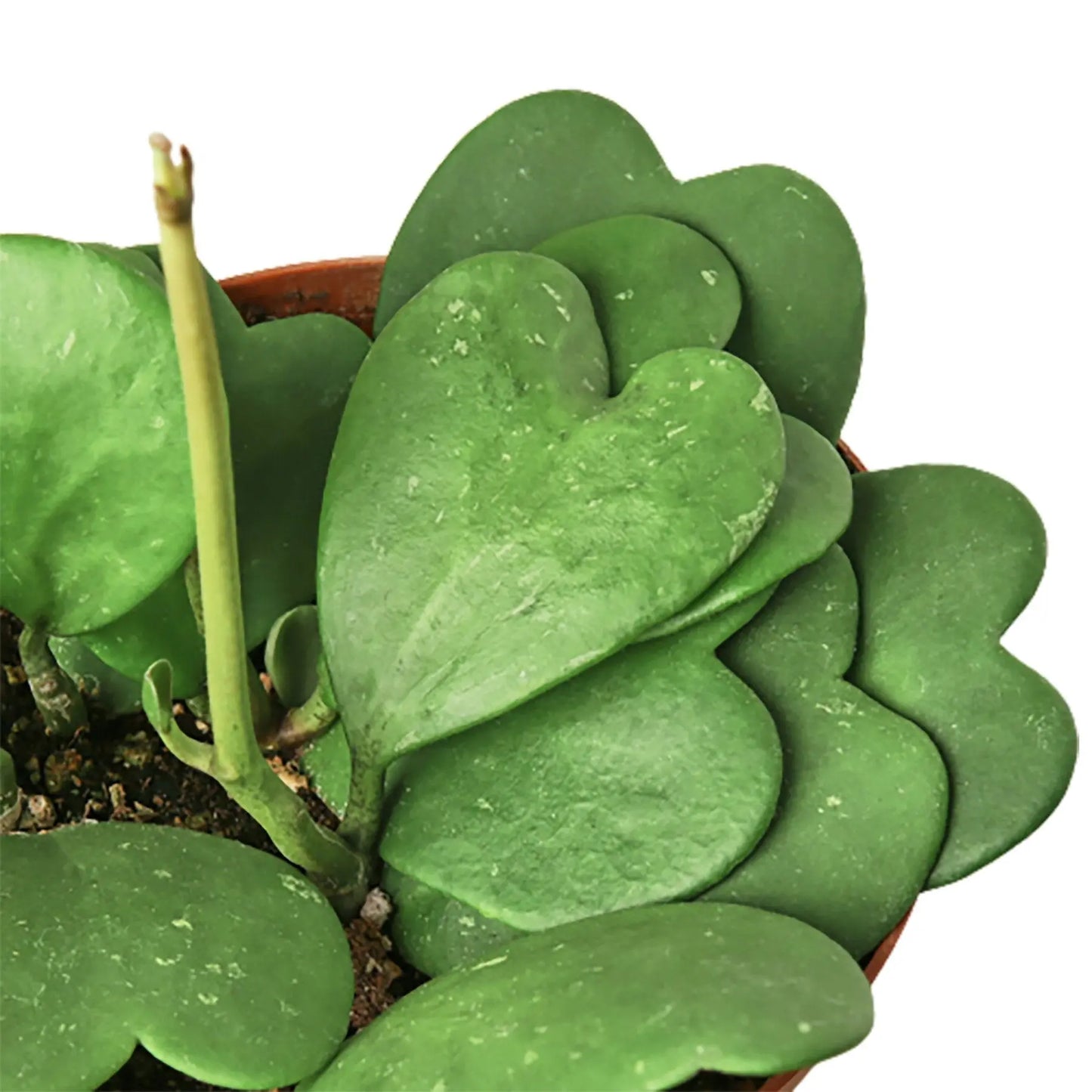 Hoya Sweetheart Hoya Sweetheart HouseplantExperience.com