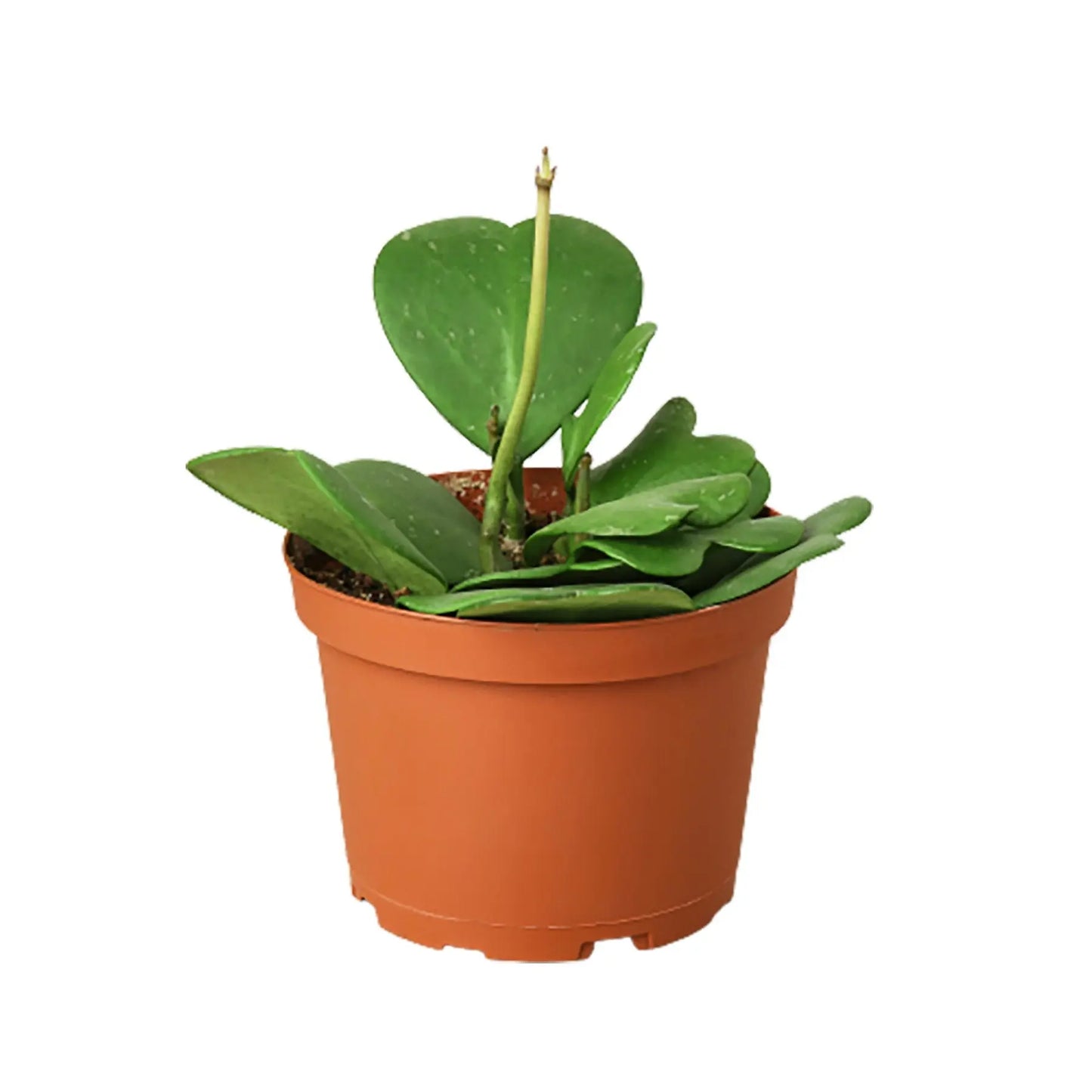 Hoya Sweetheart Hoya Sweetheart HouseplantExperience.com