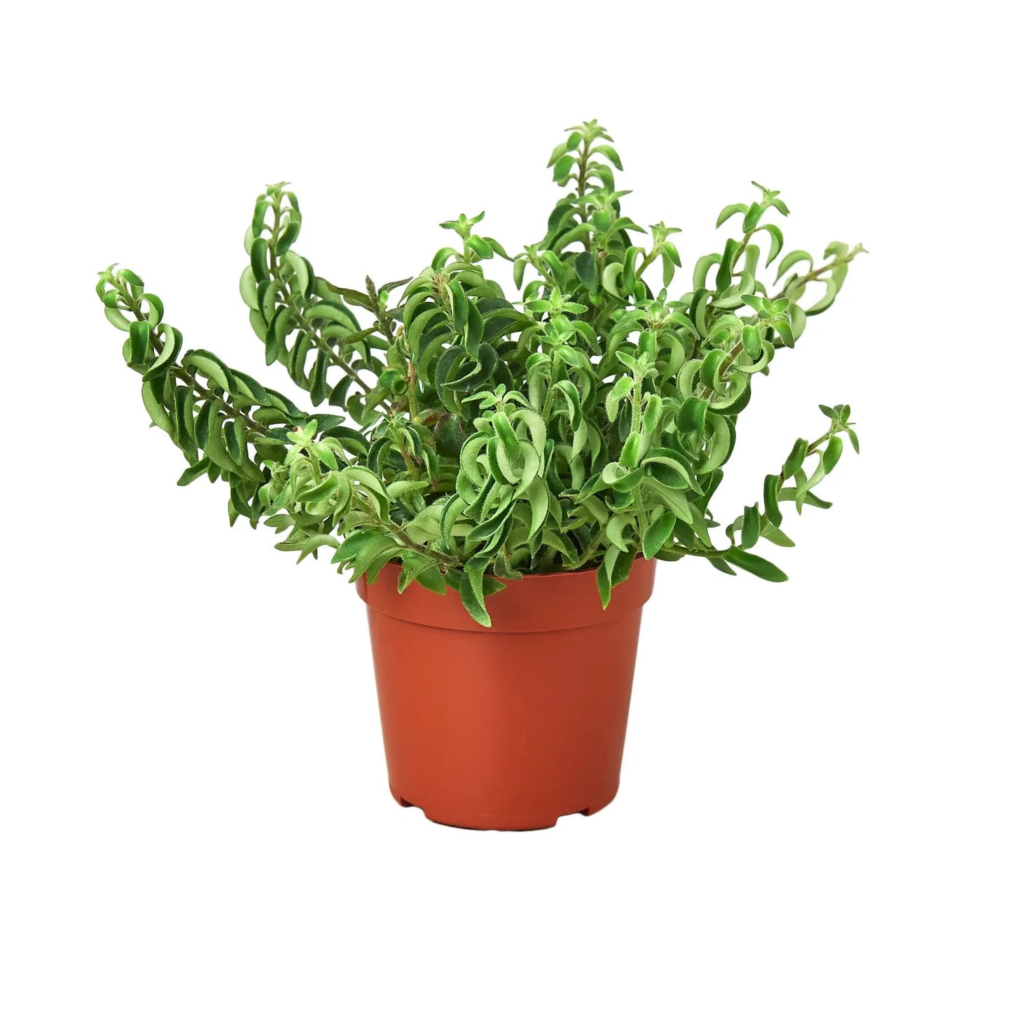 Lipstick Plant Curly Lipstick Plant Curly HouseplantExperience.com