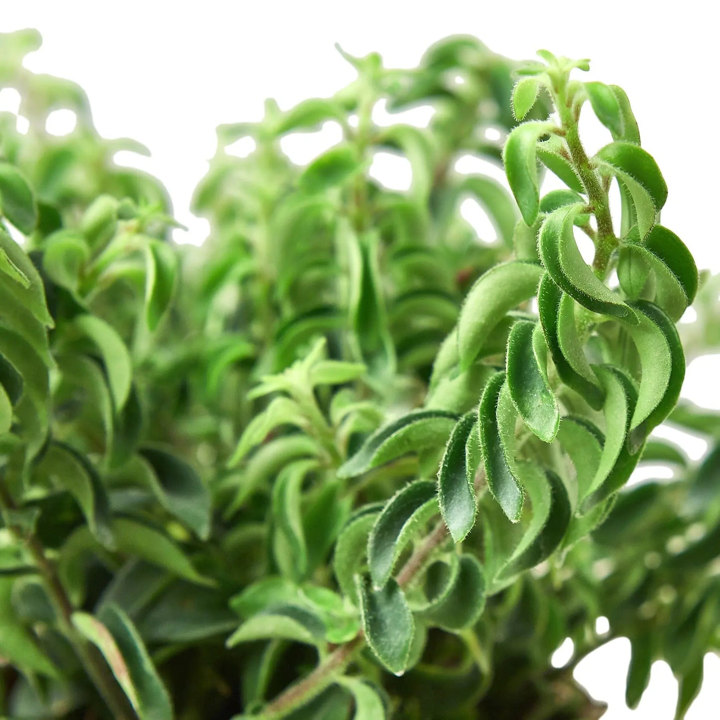 Lipstick Plant Curly Lipstick Plant Curly HouseplantExperience.com