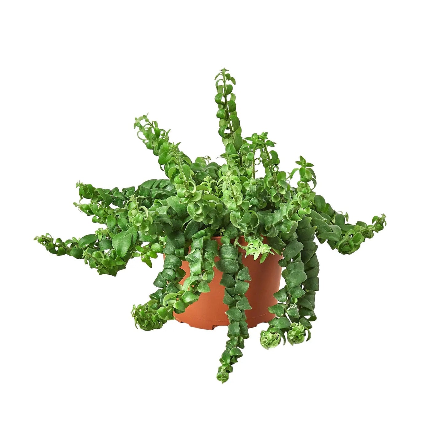Lipstick Plant Curly Lipstick Plant Curly HouseplantExperience.com