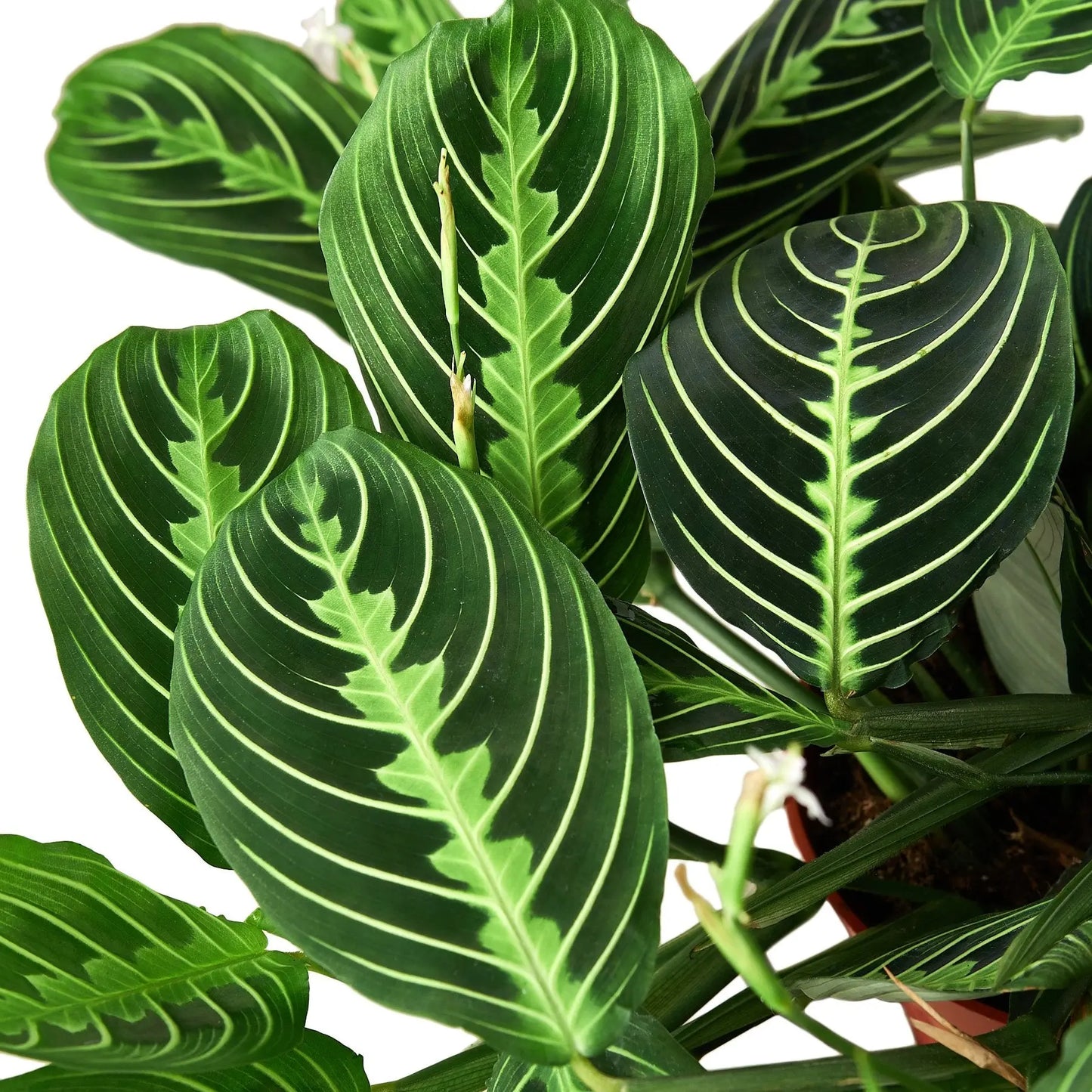 Maranta Lemon Lime Maranta Lemon Lime HouseplantExperience.com