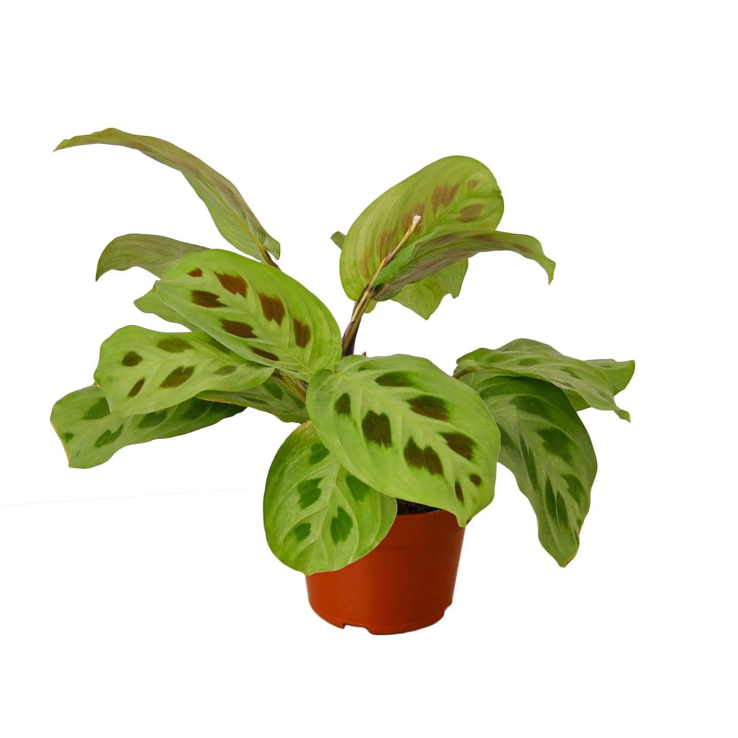 Maranta 'Leuconeura' HouseplantExperience.com