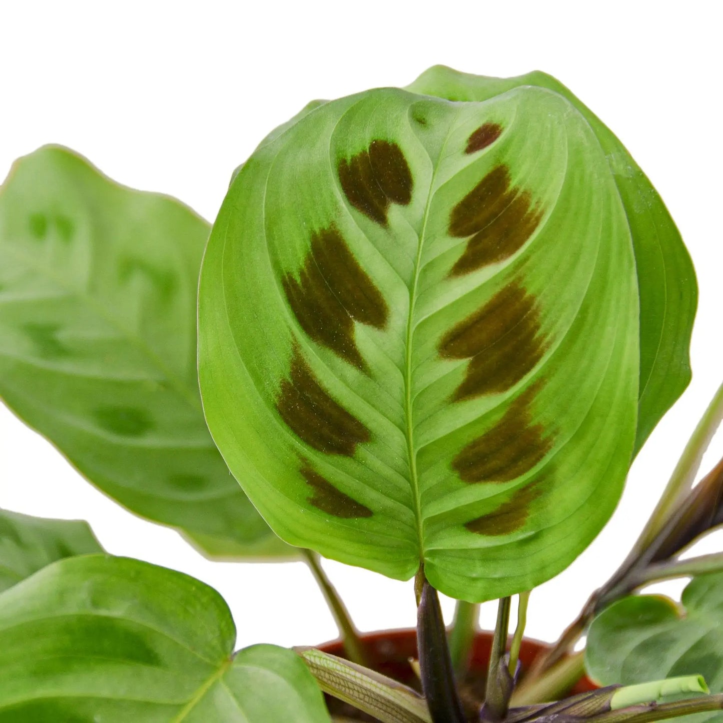 Maranta 'Leuconeura' HouseplantExperience.com