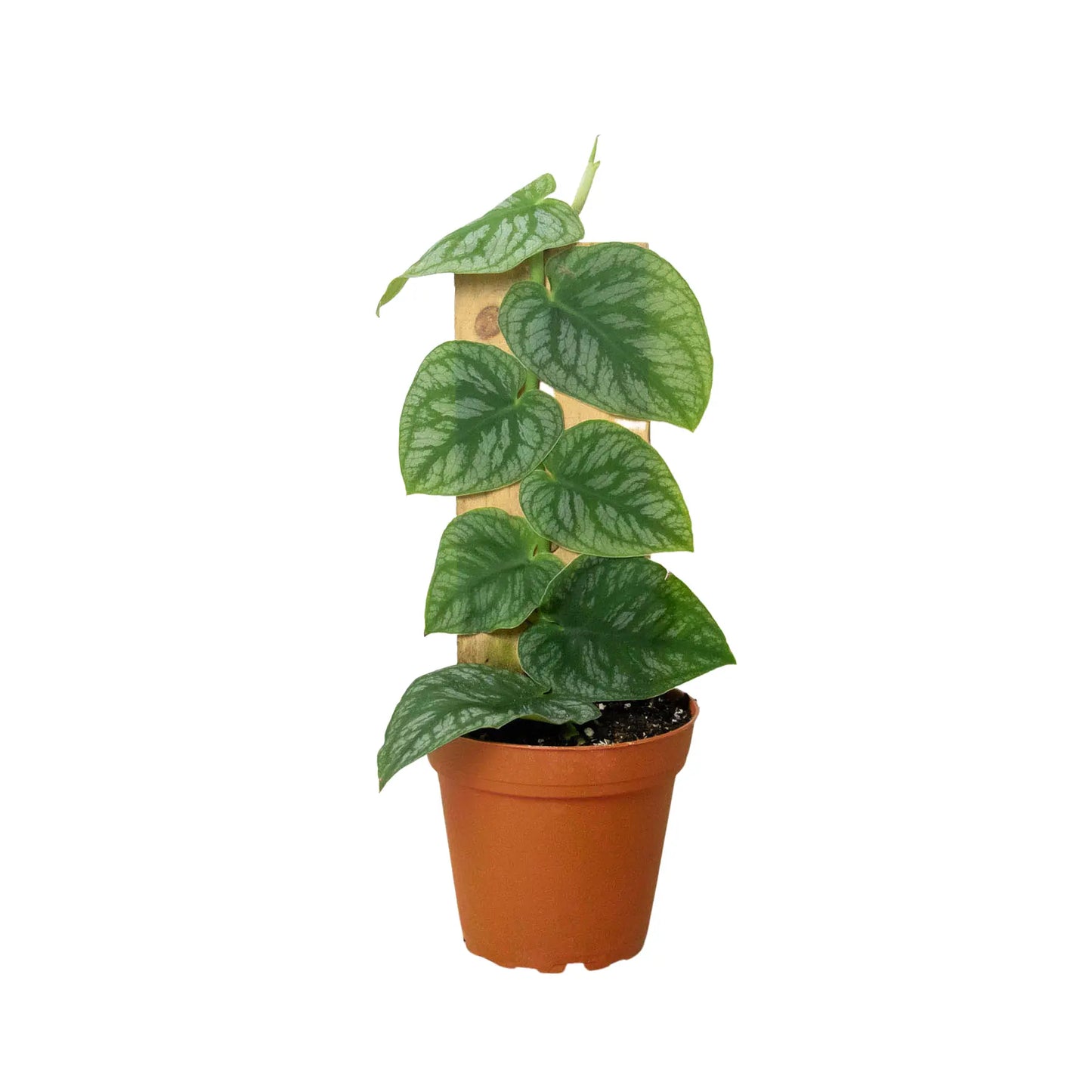 Monstera 'Dubia' Monstera 'Dubia' ***RARE*** HouseplantExperience.com
