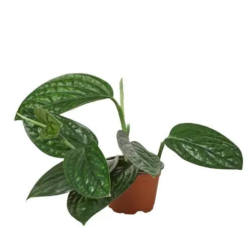 Monstera Peru Monstera Peru HouseplantExperience.com