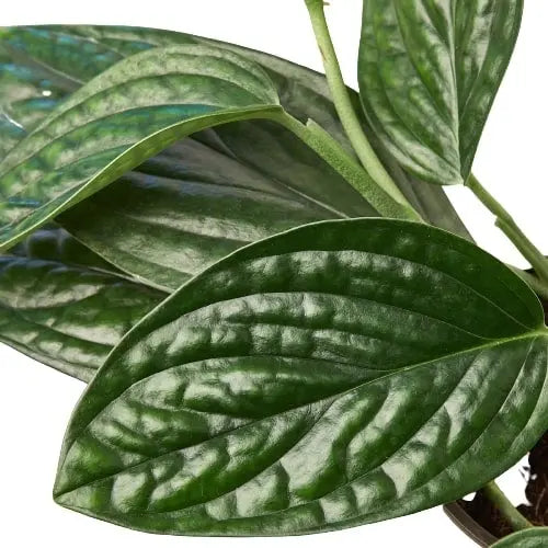 Monstera Peru Monstera Peru HouseplantExperience.com