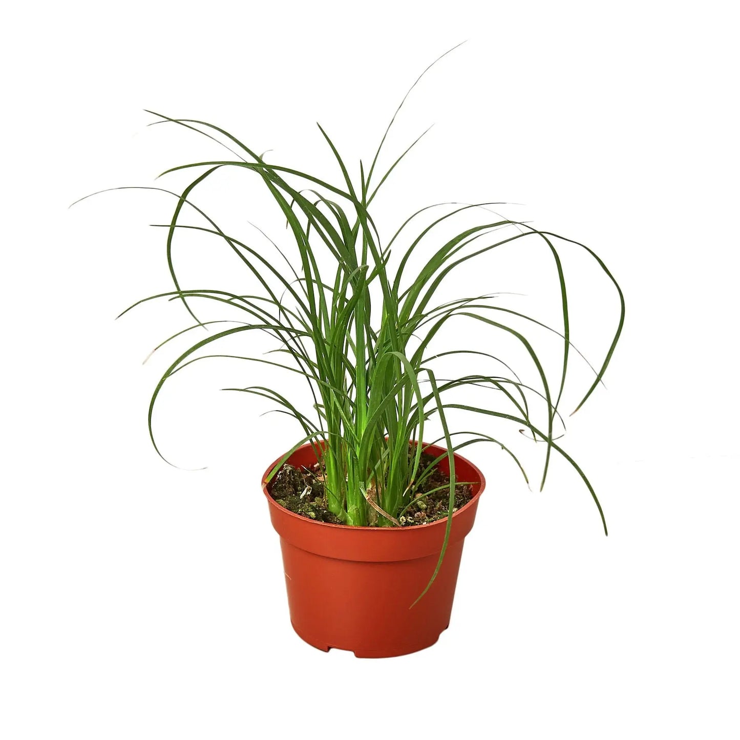 Palm Ponytail Palm Ponytail HouseplantExperience.com