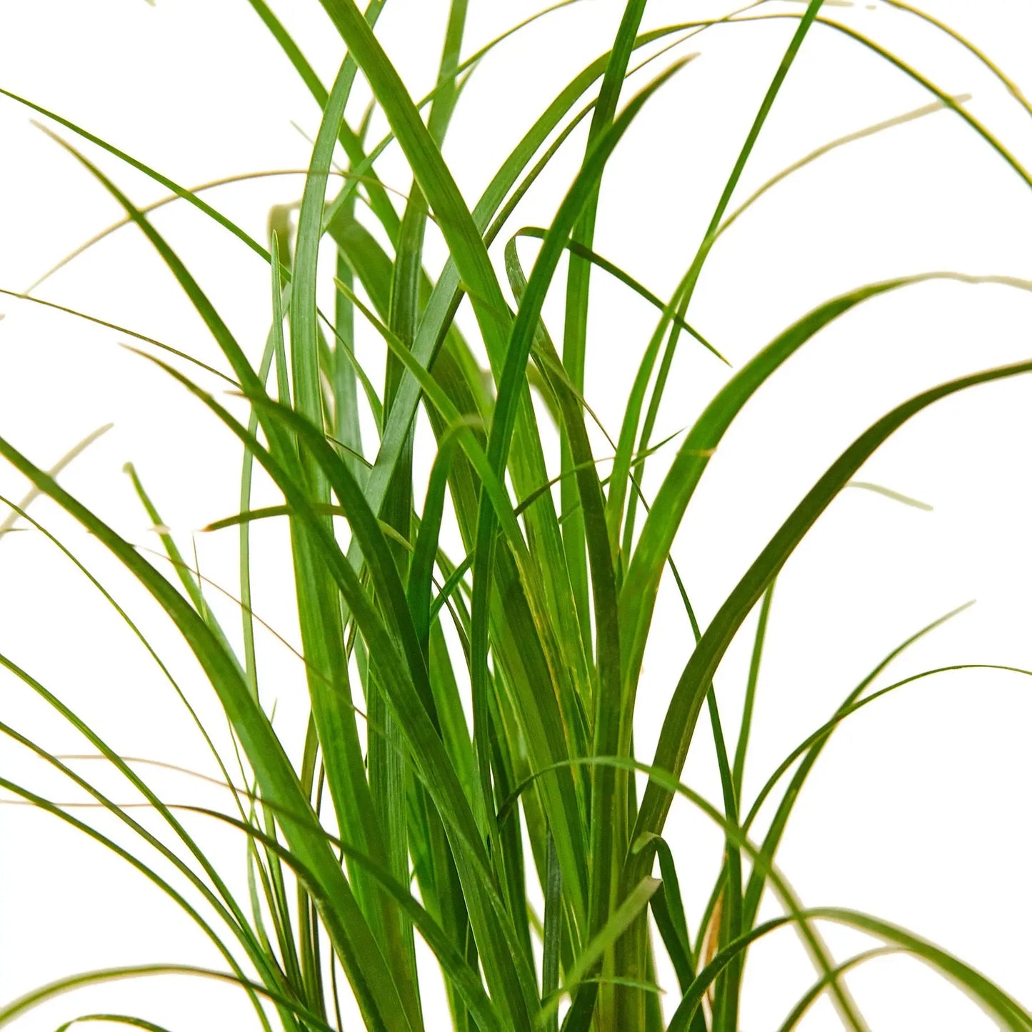 Palm Ponytail Palm Ponytail HouseplantExperience.com