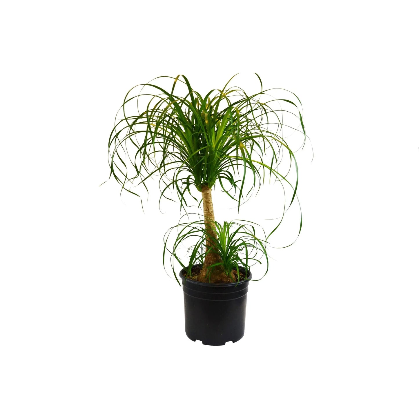 Palm Ponytail Palm Ponytail HouseplantExperience.com