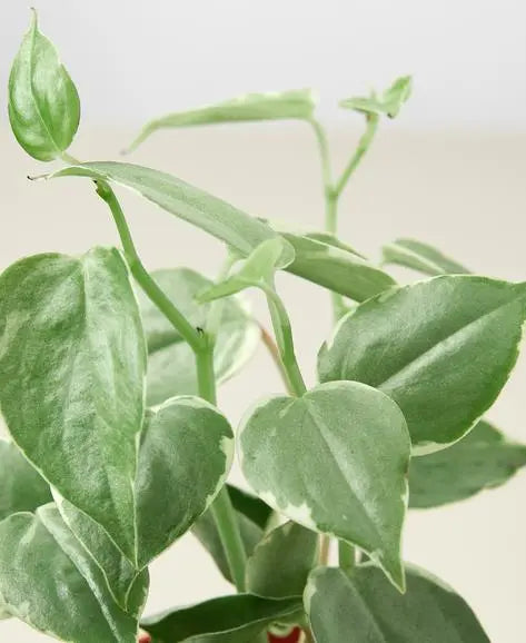 Peperomia 'Cupid' HouseplantExperience.com