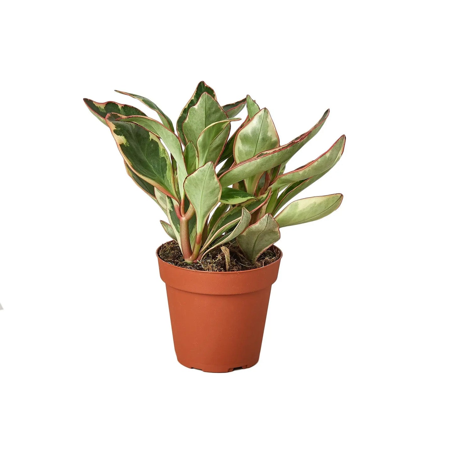 Peperomia 'Ginny' HouseplantExperience.com