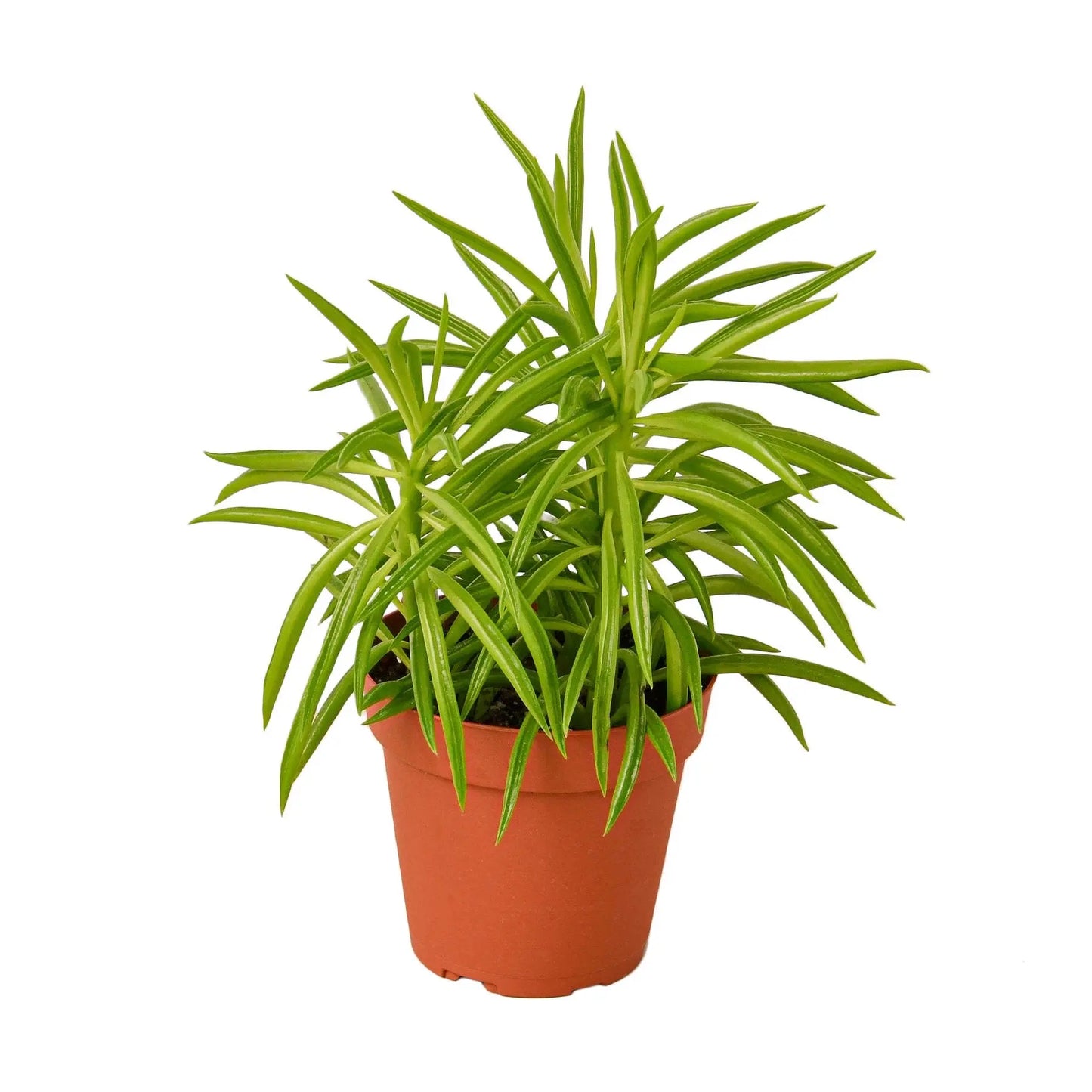 Peperomia 'Green Bean' HouseplantExperience.com