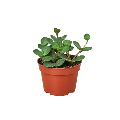 Peperomia Hope Peperomia Hope HouseplantExperience.com