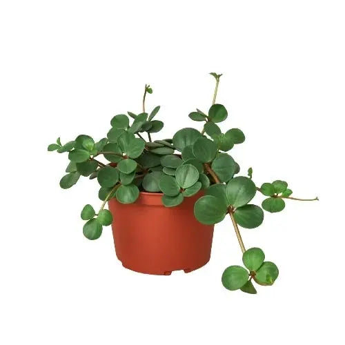 Peperomia Hope Peperomia Hope HouseplantExperience.com