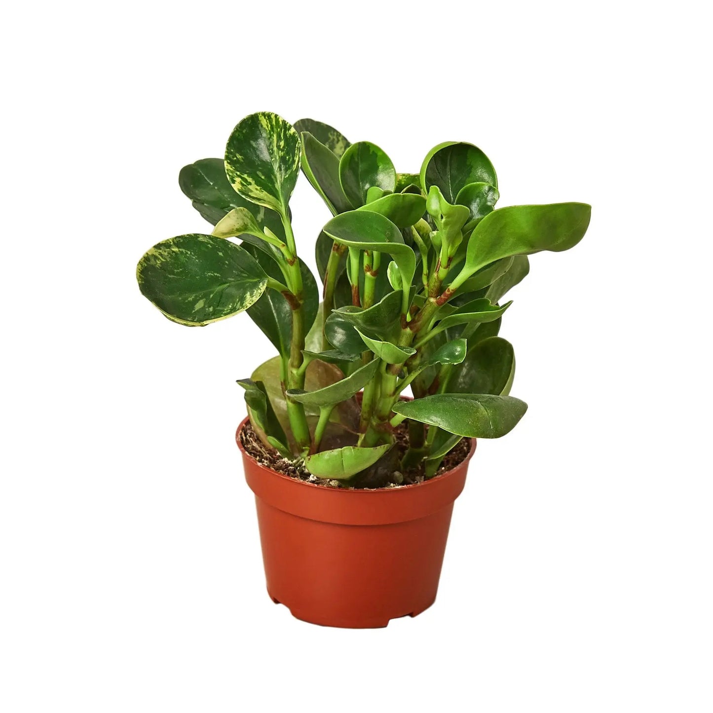 Peperomia Marble Peperomia Marble HouseplantExperience.com