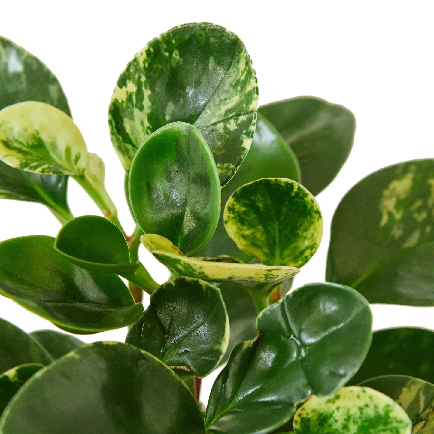 Peperomia Marble Peperomia Marble HouseplantExperience.com