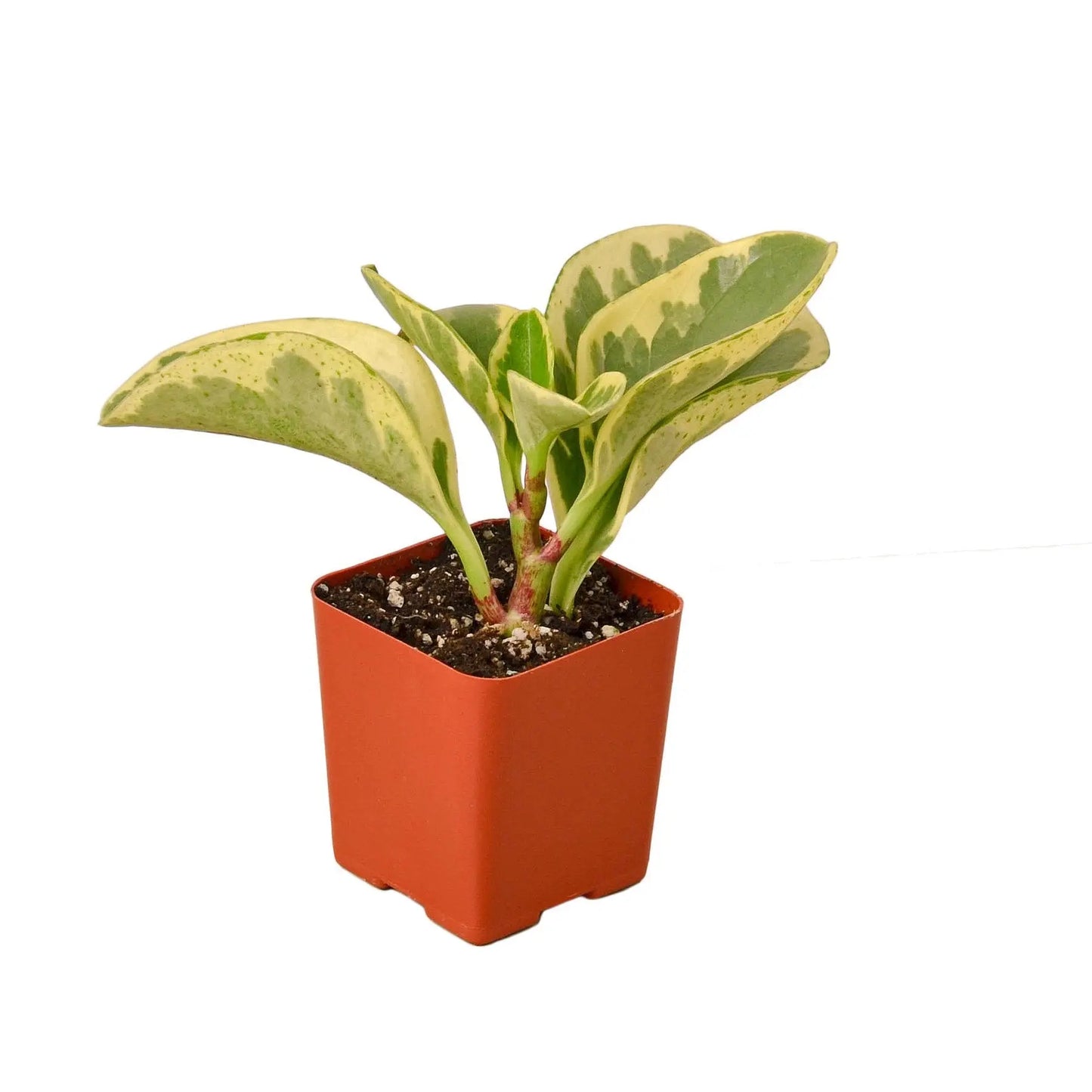 Peperomia Marble Peperomia Marble HouseplantExperience.com