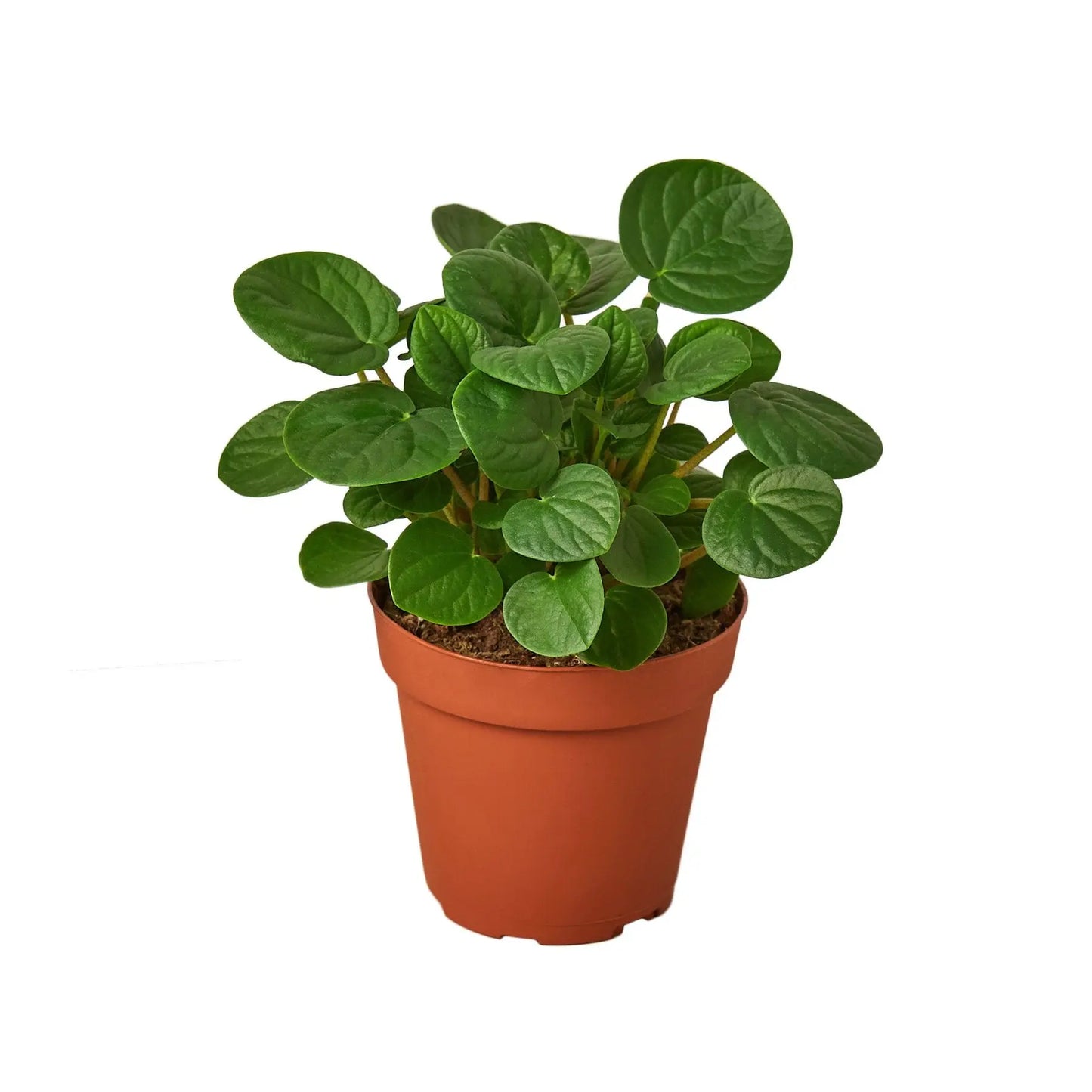 Peperomia Rana Verde Peperomia Rana Verde HouseplantExperience.com