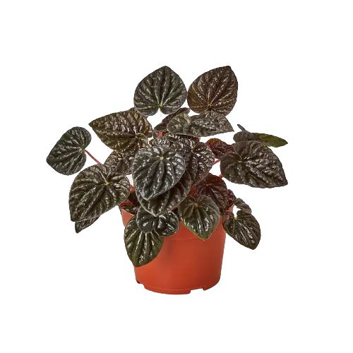 Peperomia Ripple Red Peperomia Ripple Red HouseplantExperience.com
