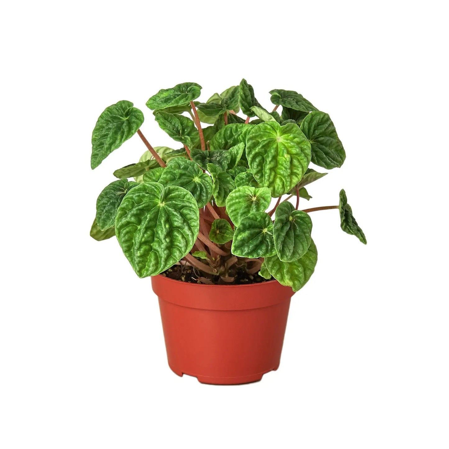 Peperomia Ripple Peperomia Ripple HouseplantExperience.com