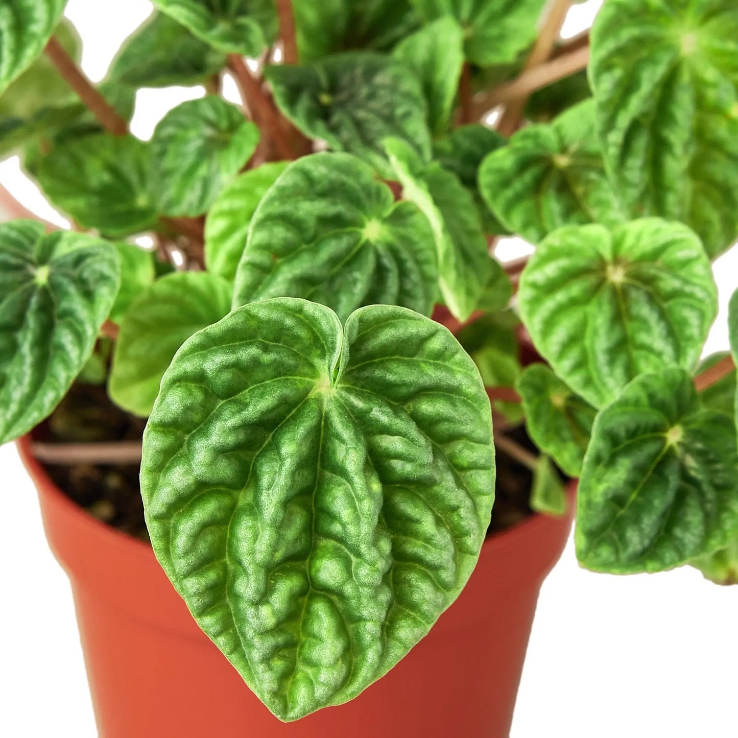 Peperomia Ripple Peperomia Ripple HouseplantExperience.com