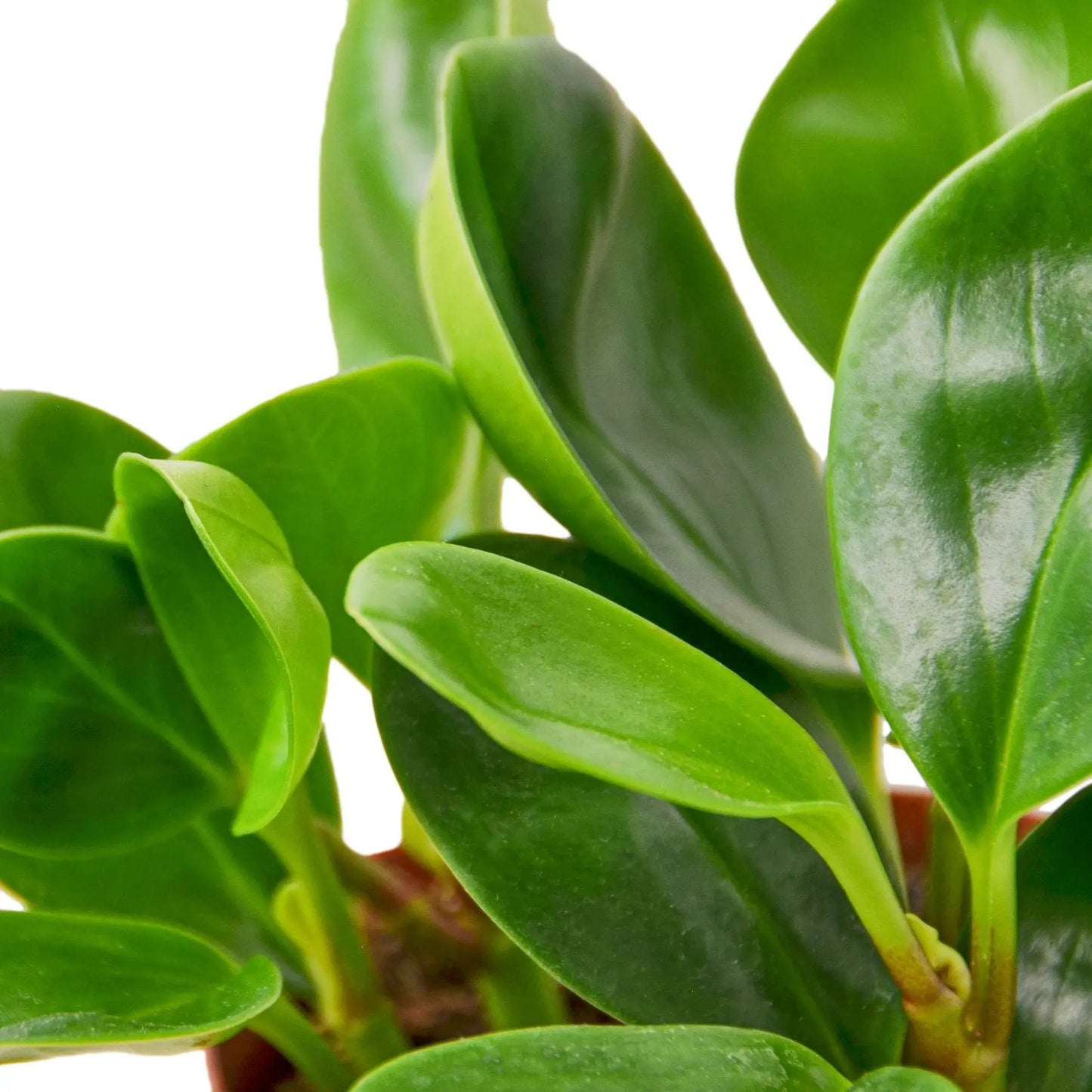 Peperomia Thailand HouseplantExperience.com