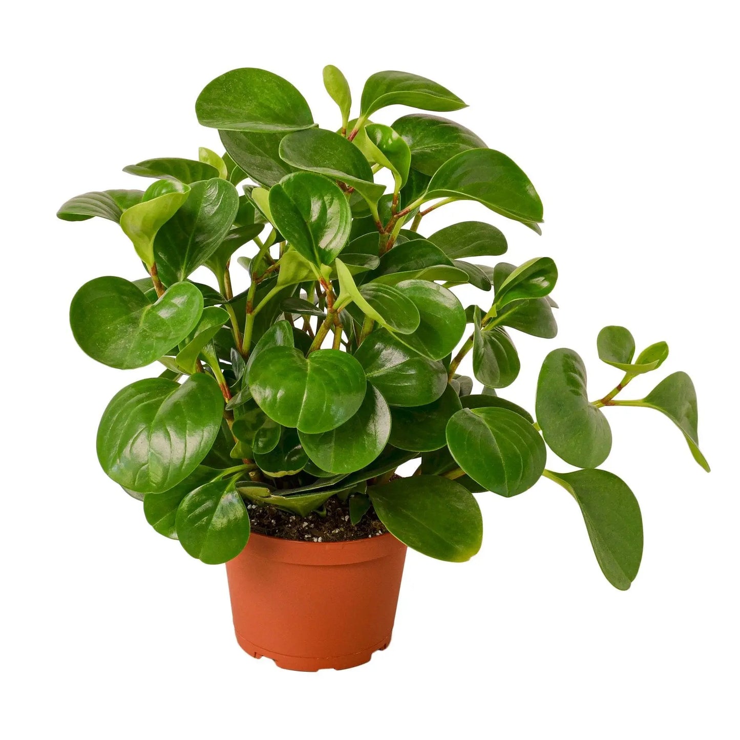 Peperomia Thailand HouseplantExperience.com