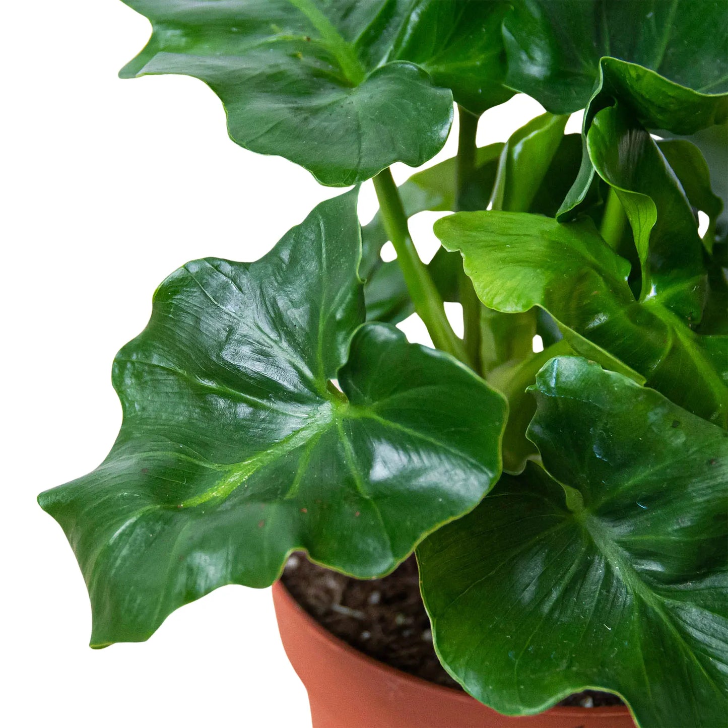 Philodendron 'Atom' Philodendron 'Atom' HouseplantExperience.com
