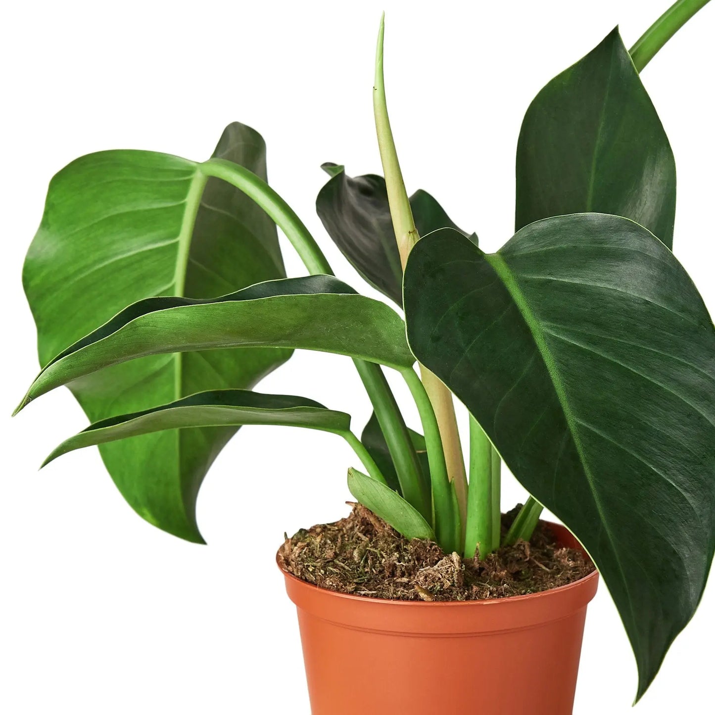 Philodendron 'Congo Green' HouseplantExperience.com
