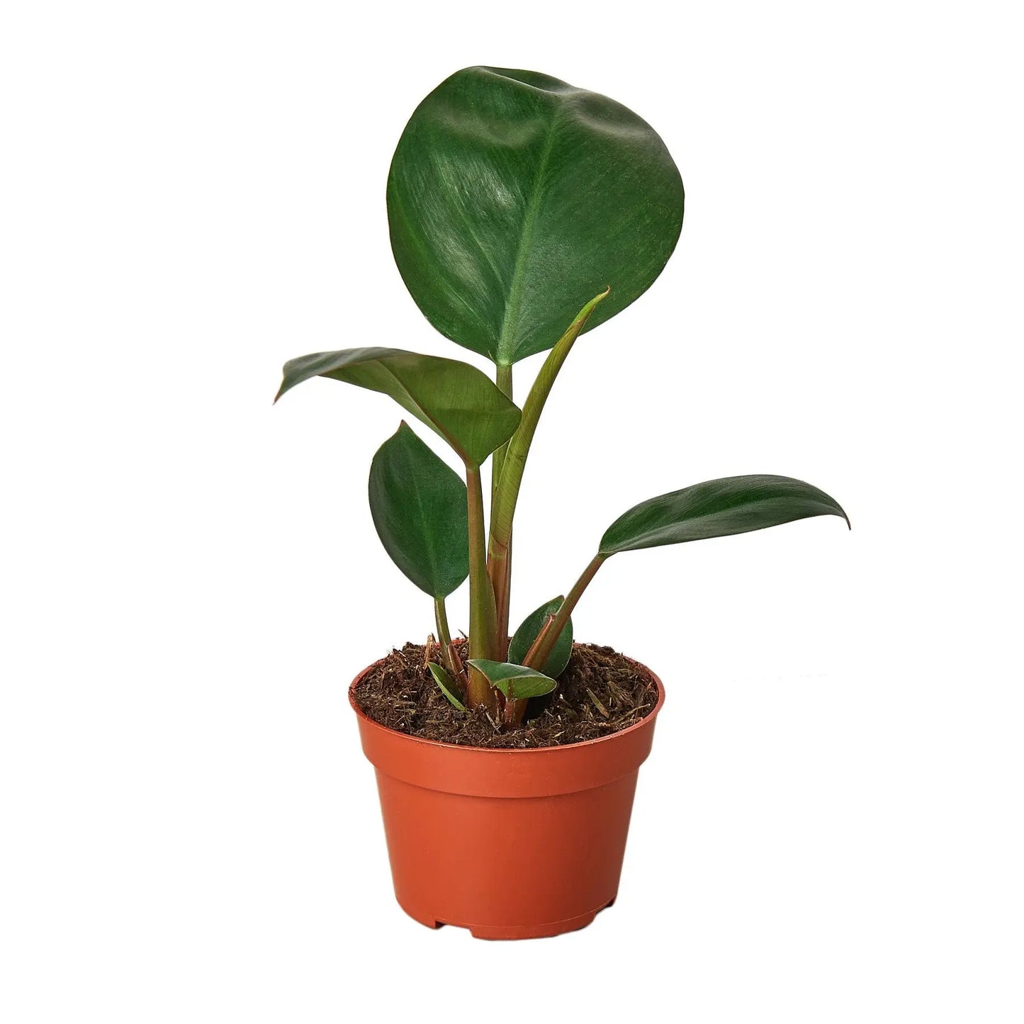 Philodendron Congo Rojo Philodendron Congo Rojo HouseplantExperience.com