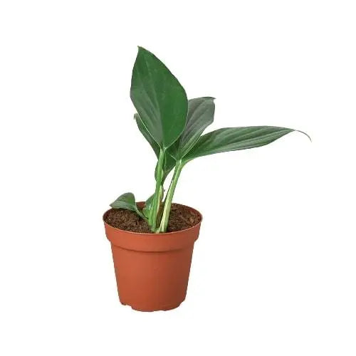Philodendron Dragon Tail Philodendron Dragon Tail HouseplantExperience.com