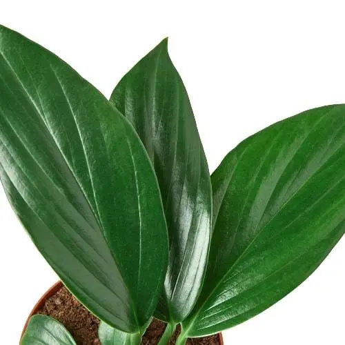 Philodendron Dragon Tail Philodendron Dragon Tail HouseplantExperience.com