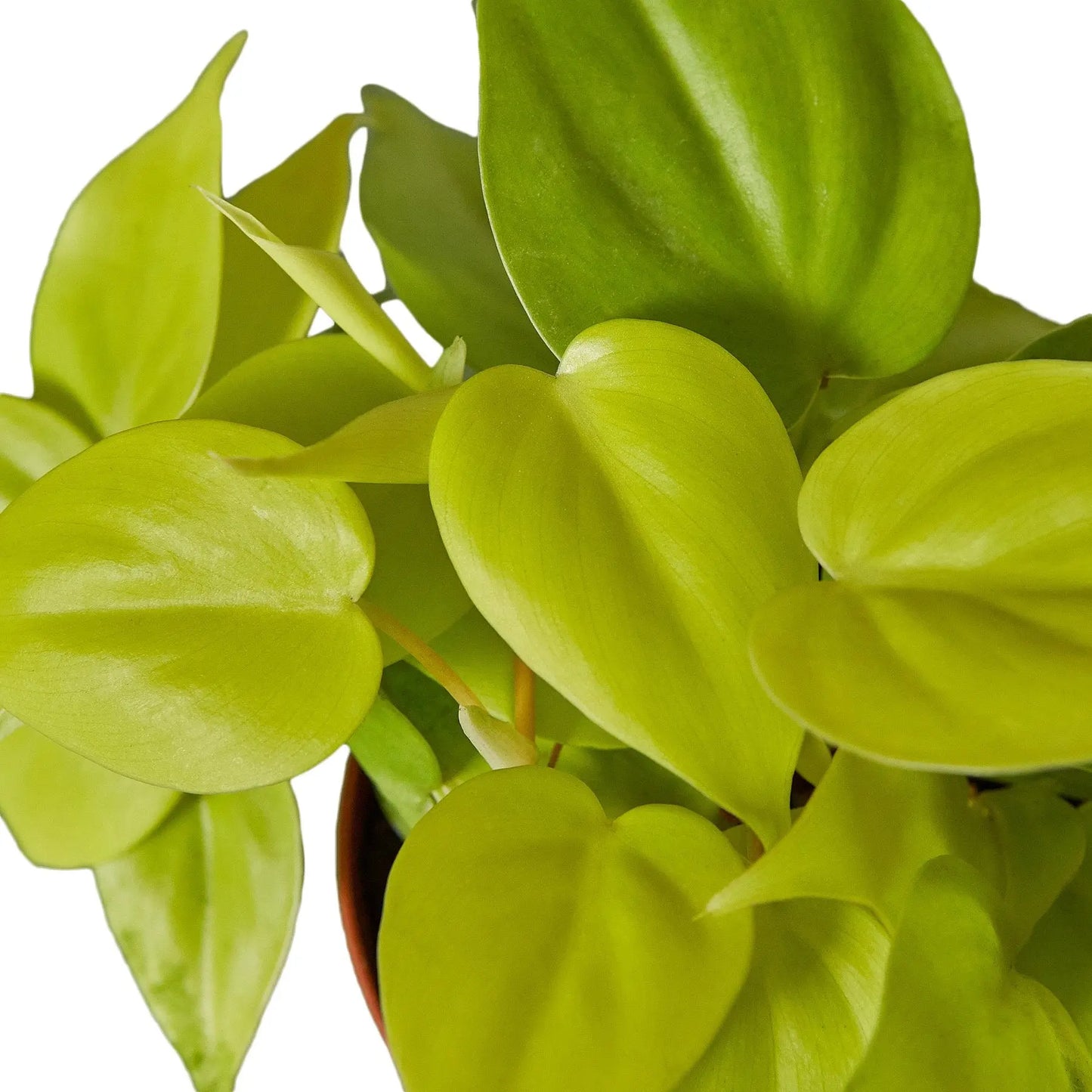 Philodendron 'Neon' HouseplantExperience.com
