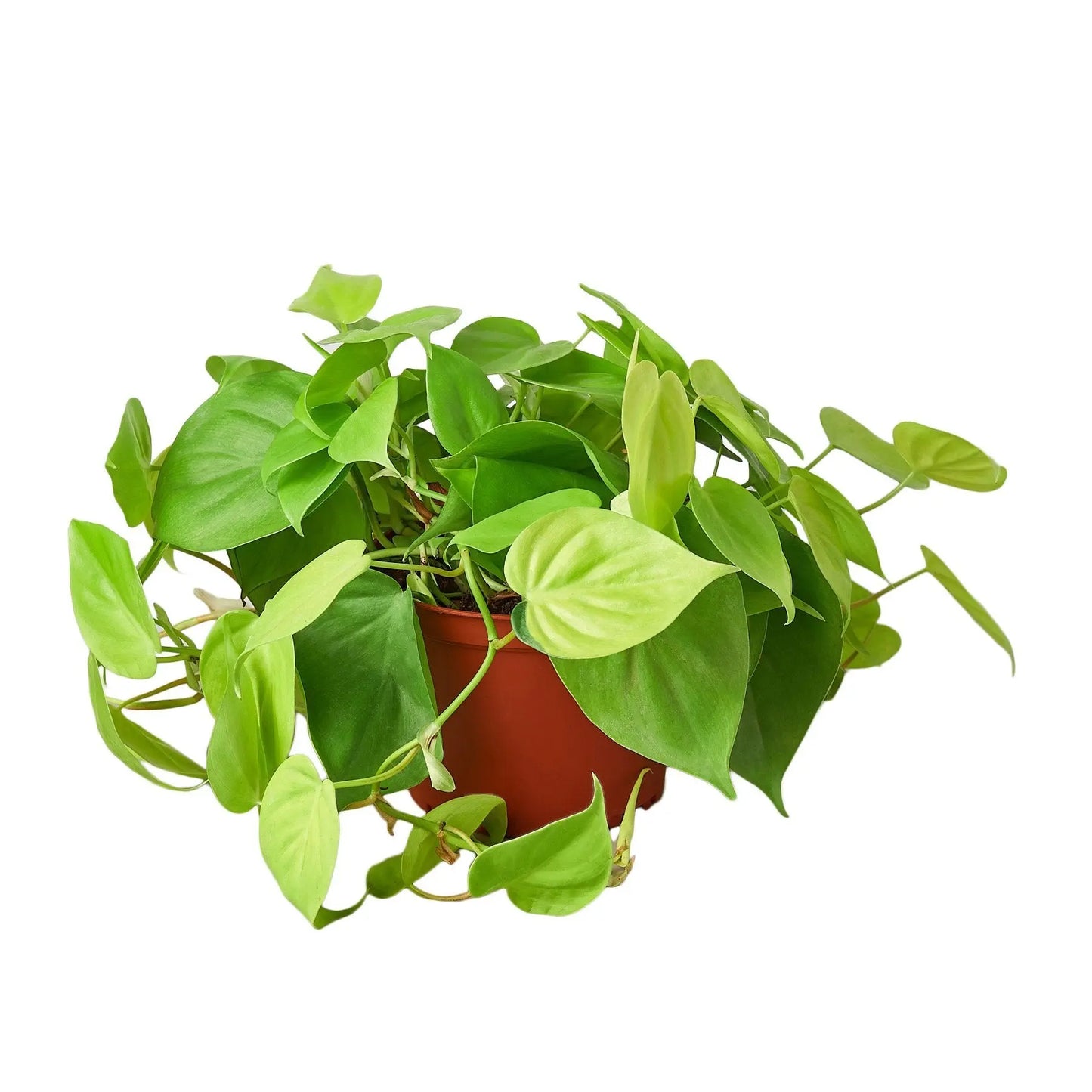 Philodendron 'Neon' HouseplantExperience.com