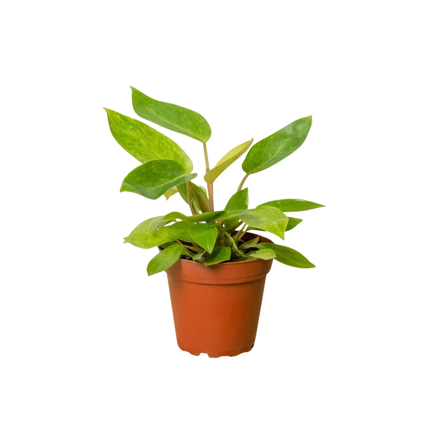Philodendron 'Painted Lady' Philodendron 'Painted Lady' ***RARE*** HouseplantExperience.com