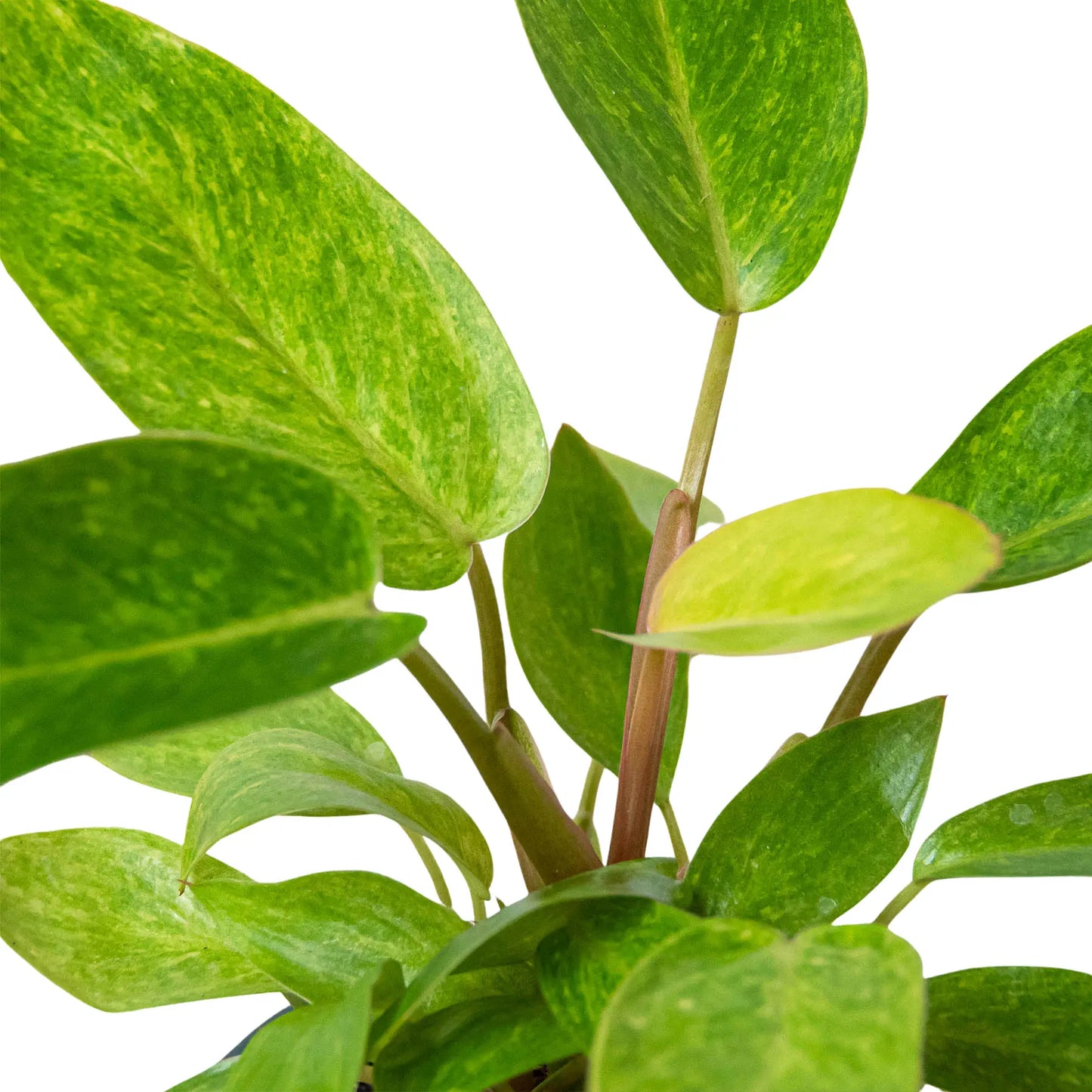 Philodendron 'Painted Lady' Philodendron 'Painted Lady' ***RARE*** HouseplantExperience.com