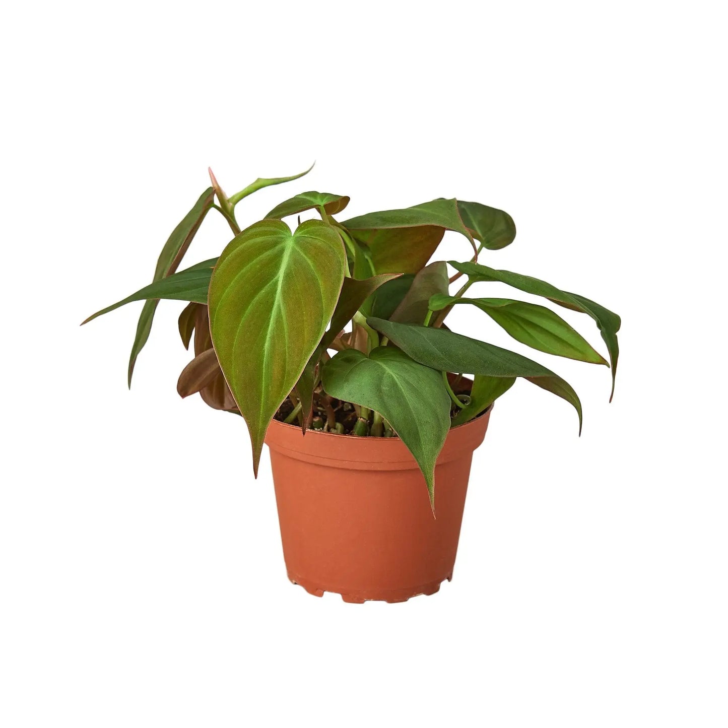 Philodendron 'Velvet' HouseplantExperience.com