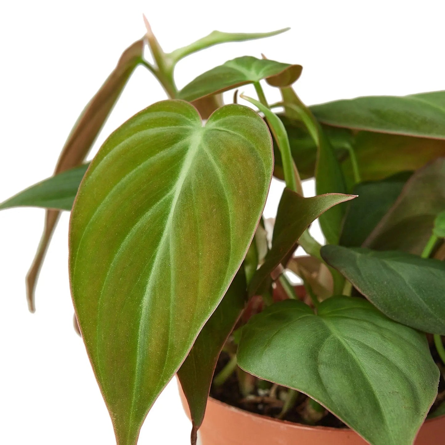 Philodendron 'Velvet' HouseplantExperience.com