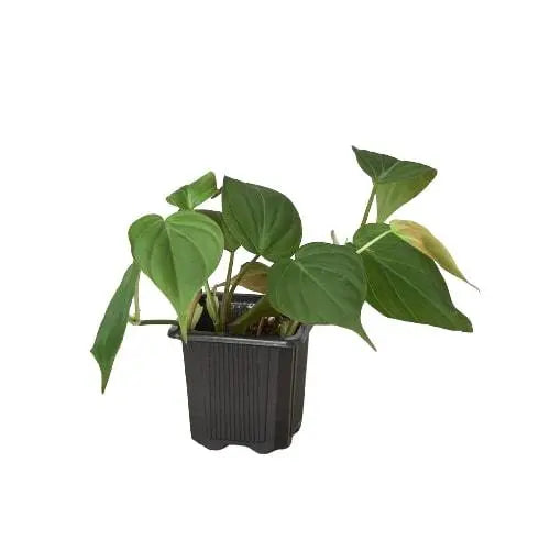 Philodendron 'Velvet' HouseplantExperience.com