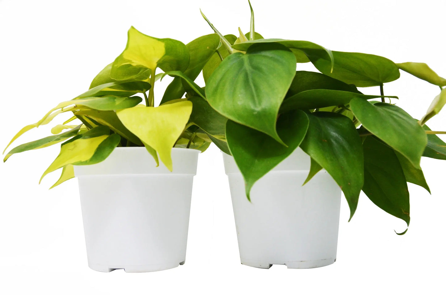 Philodendron 2-Variety Pack HouseplantExperience.com