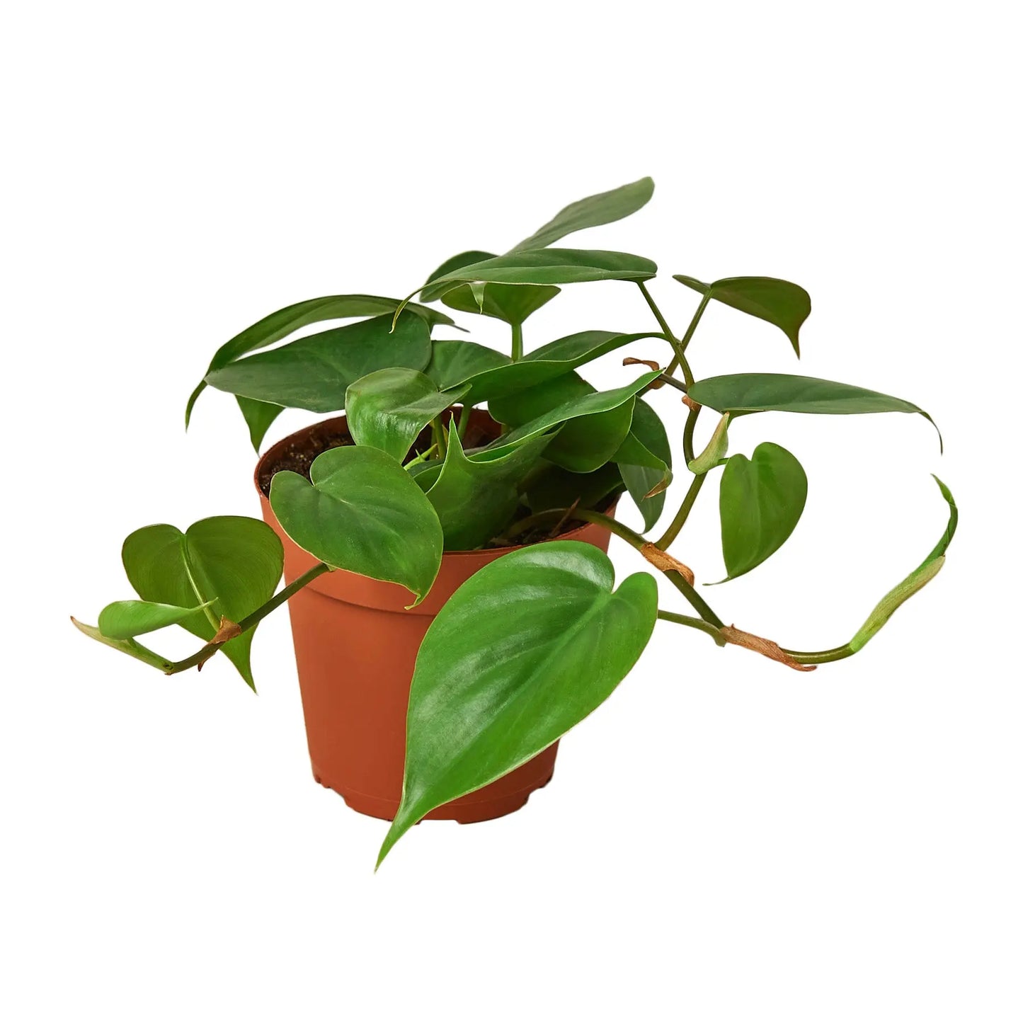Philodendron 2-Variety Pack HouseplantExperience.com