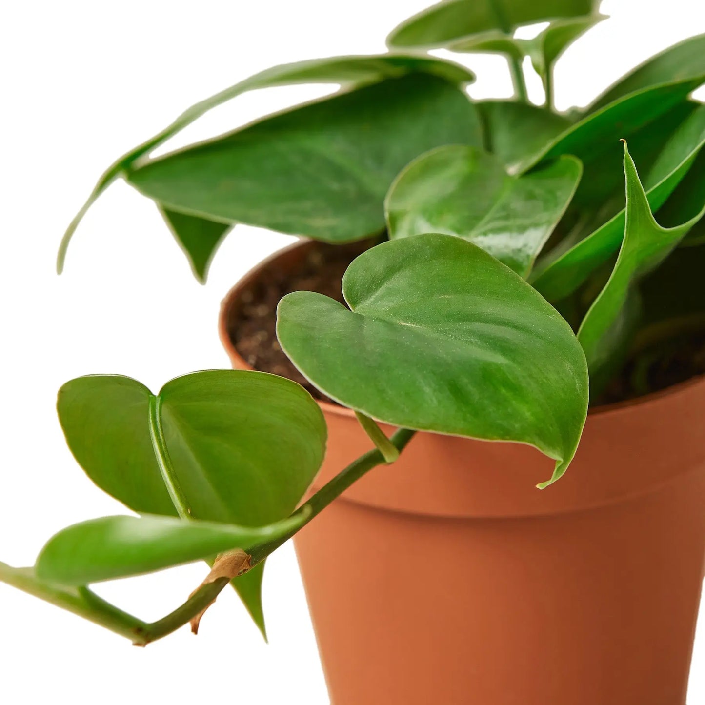 Philodendron 2-Variety Pack HouseplantExperience.com