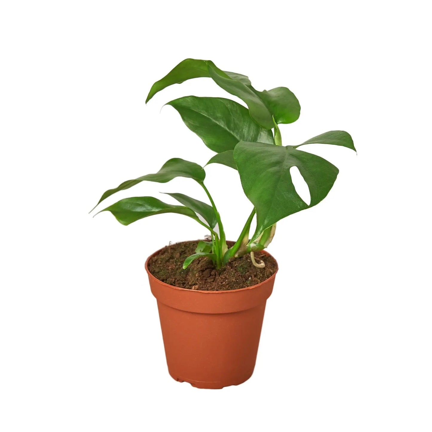 Philodendron Mini Monstera Minima Philodendron Mini Monstera Minima HouseplantExperience.com