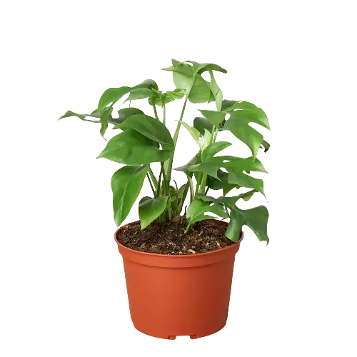 Philodendron Mini Monstera Minima Philodendron Mini Monstera Minima HouseplantExperience.com