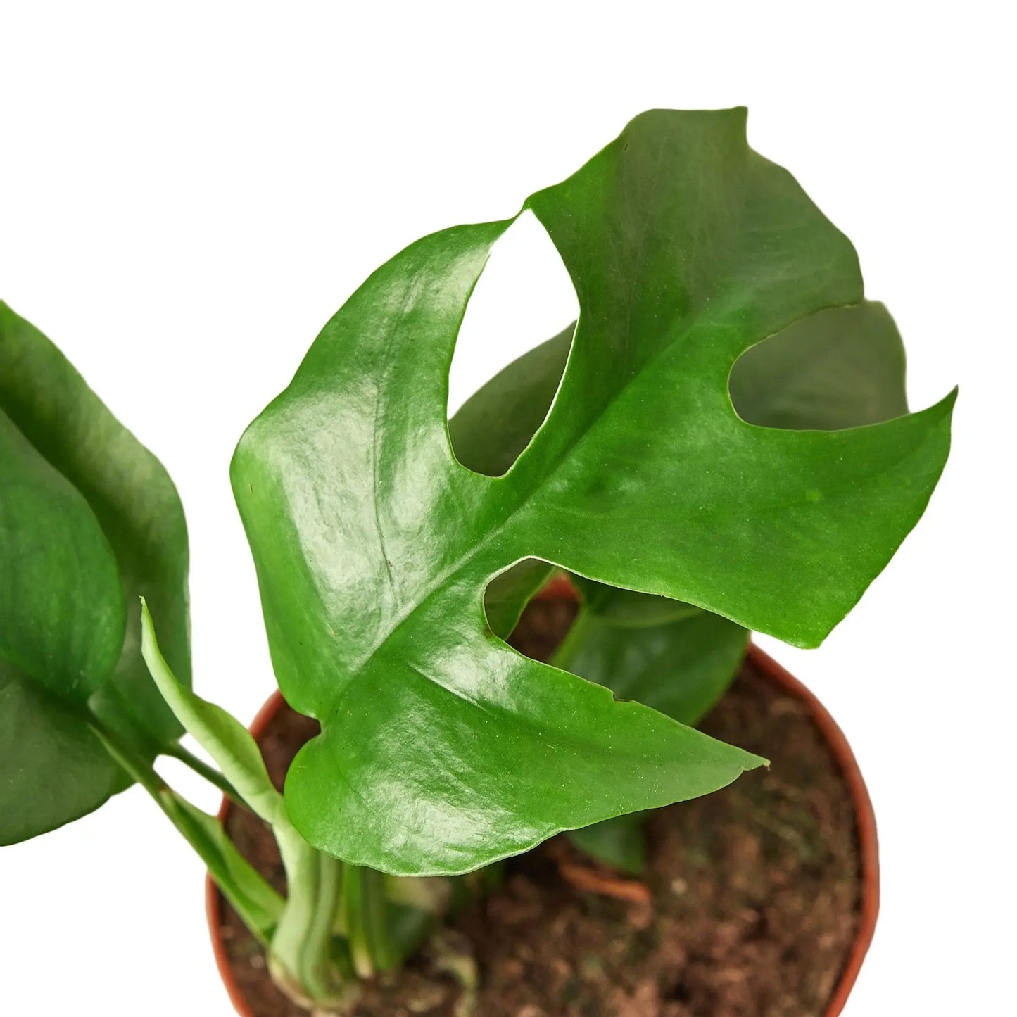 Philodendron Mini Monstera Minima Philodendron Mini Monstera Minima HouseplantExperience.com